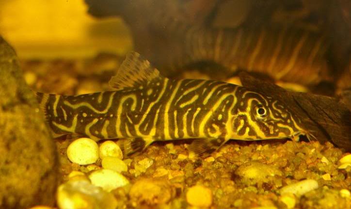Yet another type of juvenile patterning.