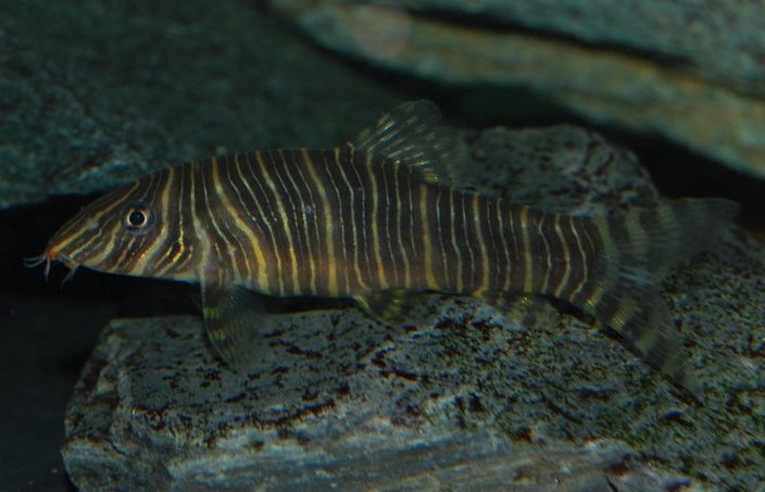 Another subadult.