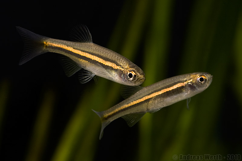 Like all danionins this species is best-maintained in numbers