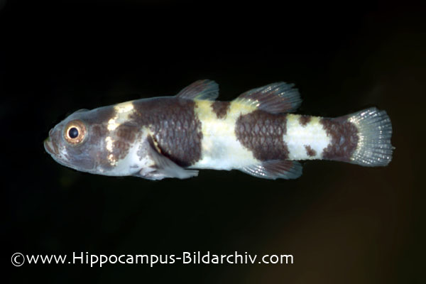 This fish has diagnostics matching B. sabanus but with a more complex pattern of dark markings on the body than most specimens.