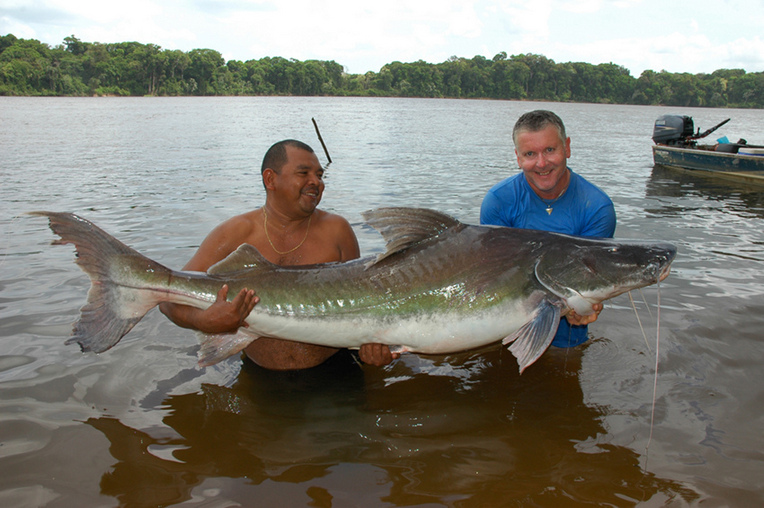 This specimen, weighing 65.3 kg, was captured in the Courantyne/Corantijn river system at the border between Suriname and Guyana.
