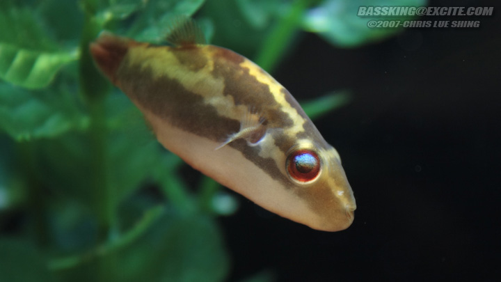 Adult male individual from the U. S. aquarium trade.