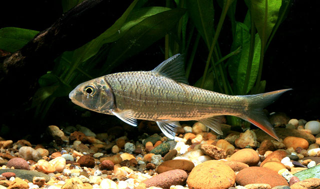 Subadult.