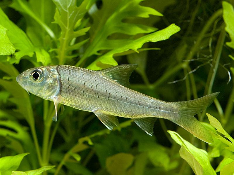 Young specimen from the Singapore aquarium trade.