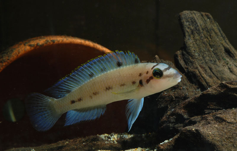Young subadult.