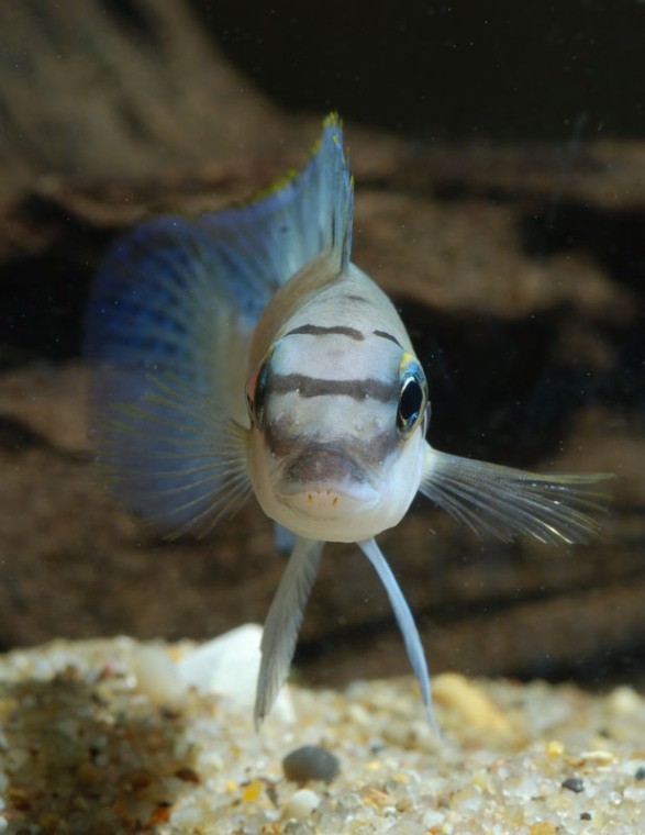 Profile view with dentition clearly visible.