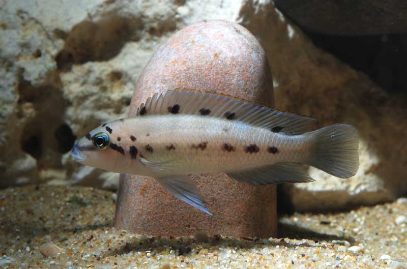 Captive-raised subadult.