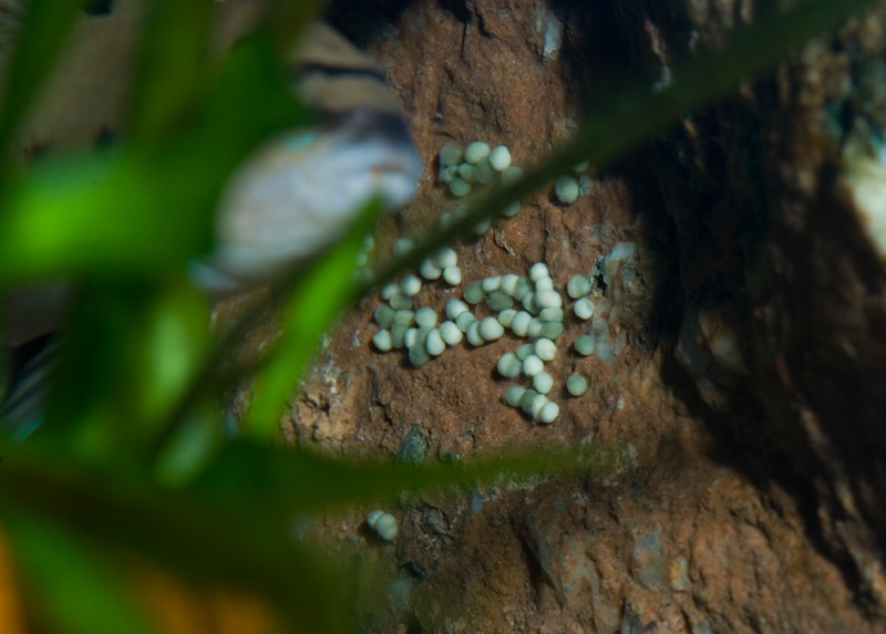 We're unsure whether the eggs always appear greenish or if the adults' diet has an effect.