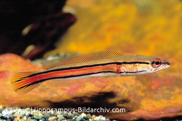 Juvenile from the German aquarium trade.
