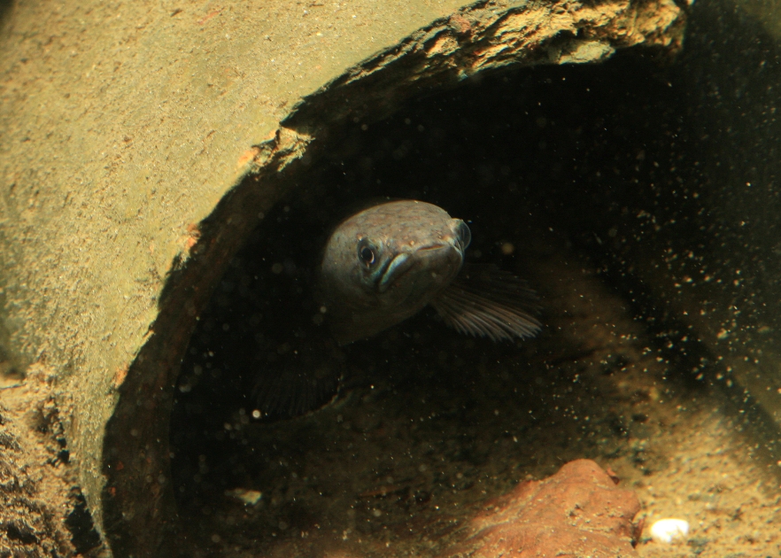 Adult male in cave - 'Kottawat A' form.