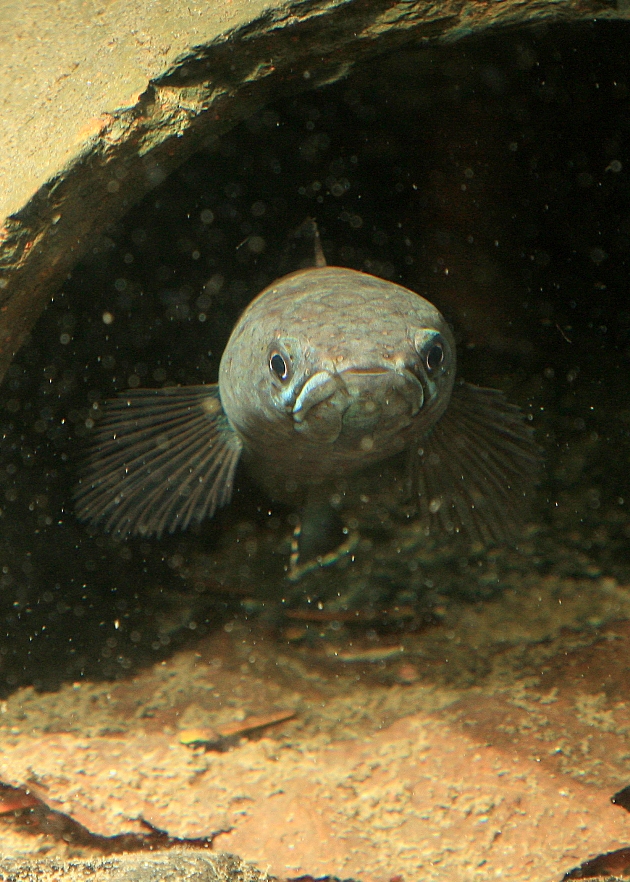 Another shot of the same male as in the previous image.