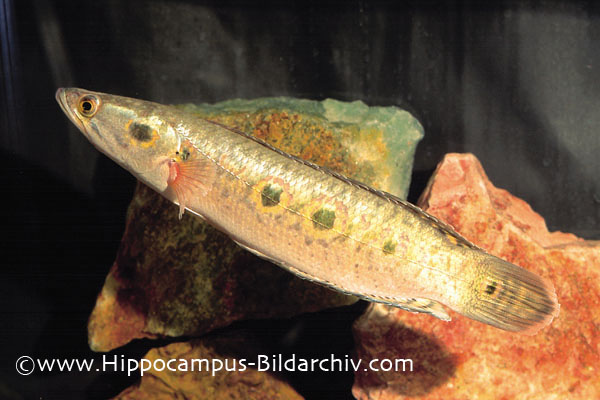 Specimen from the German aquarium trade.