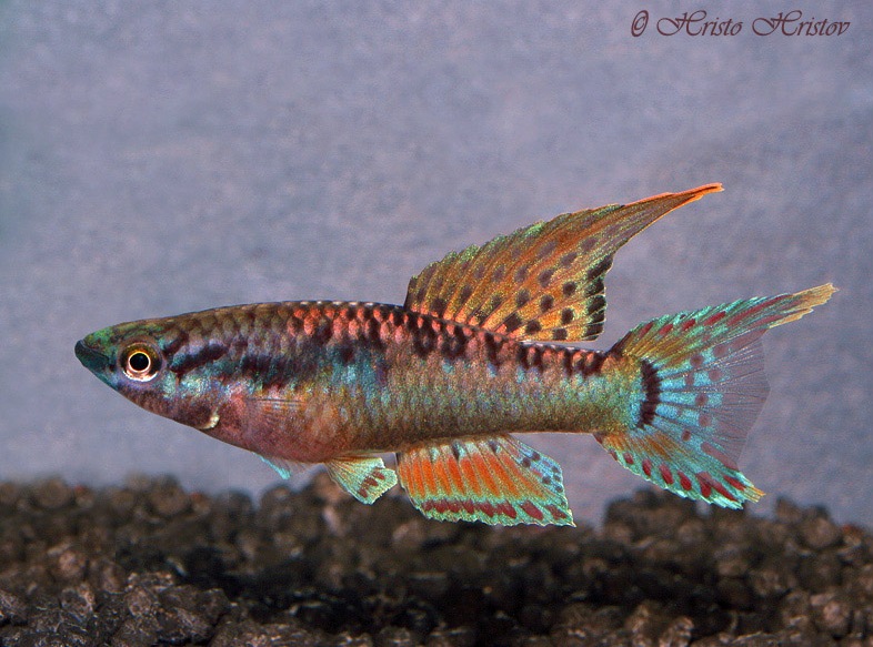 Adult male of A. bivittatum 'Fungé'.