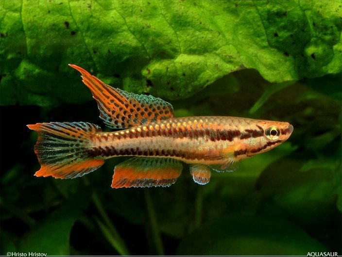 Adult male of A. bitaeniatum 'Afangnagan'.