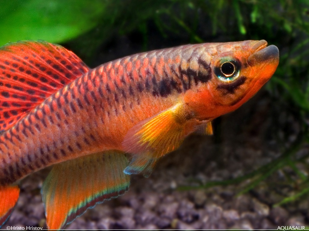Head and body detail of A. bitaeniatum 'Lagos red', male specimen.