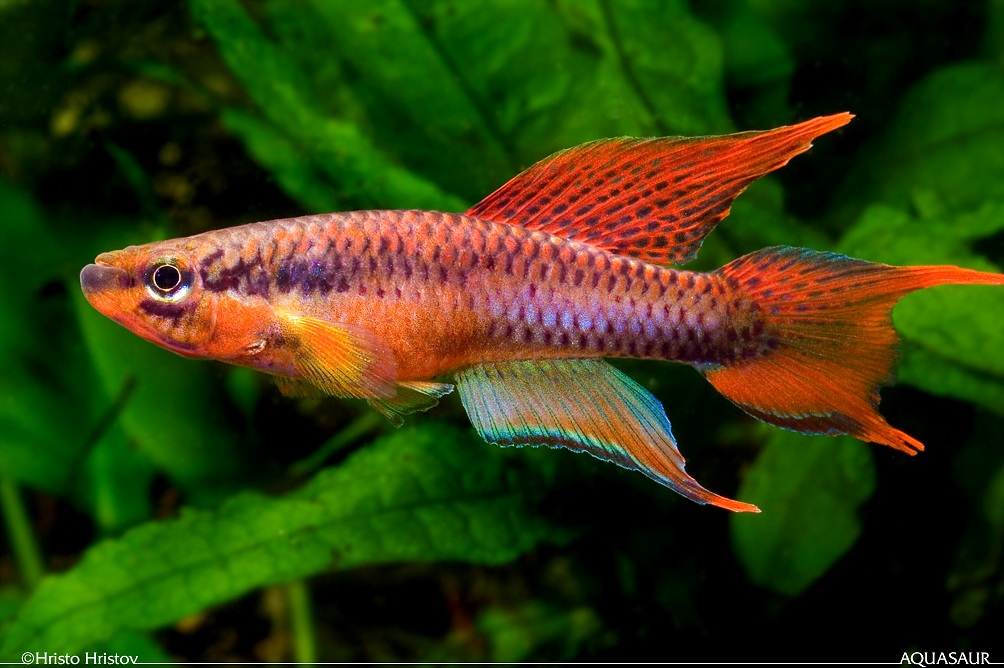 Adult male of A. bitaeniatum 'Lagos red'.