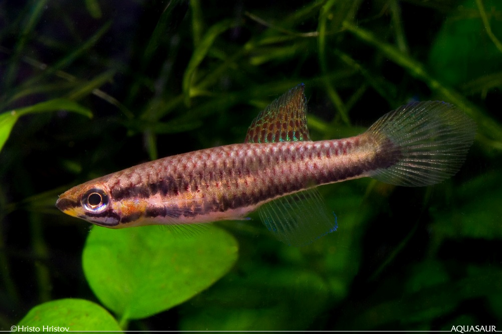 Adult female of A. bitaeniatum 'Lagos red'.