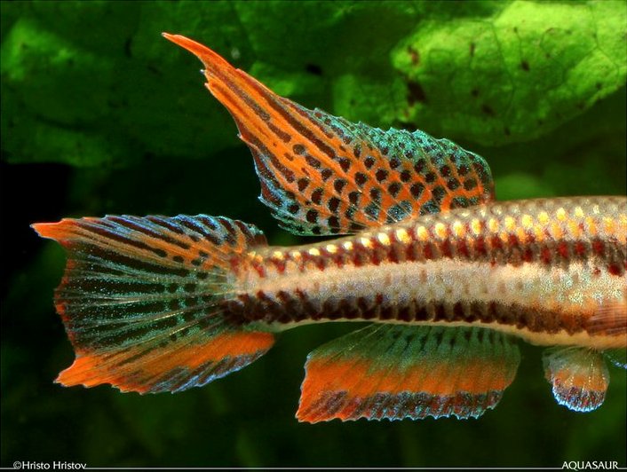 Body and fin detail of A. bitaeniatum 'Afangnagan'.