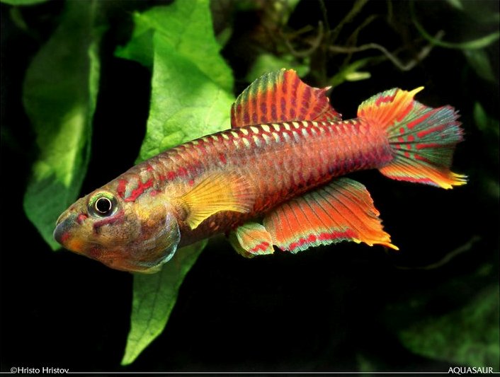 Male of the 'Penda Mboko 2001' strain; aggressive colour pattern and behaviour and...