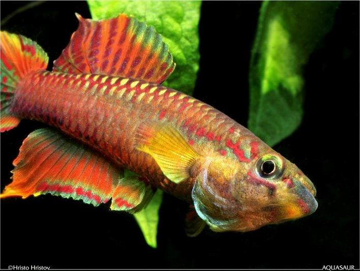 ...the same fish from a slightly different angle.