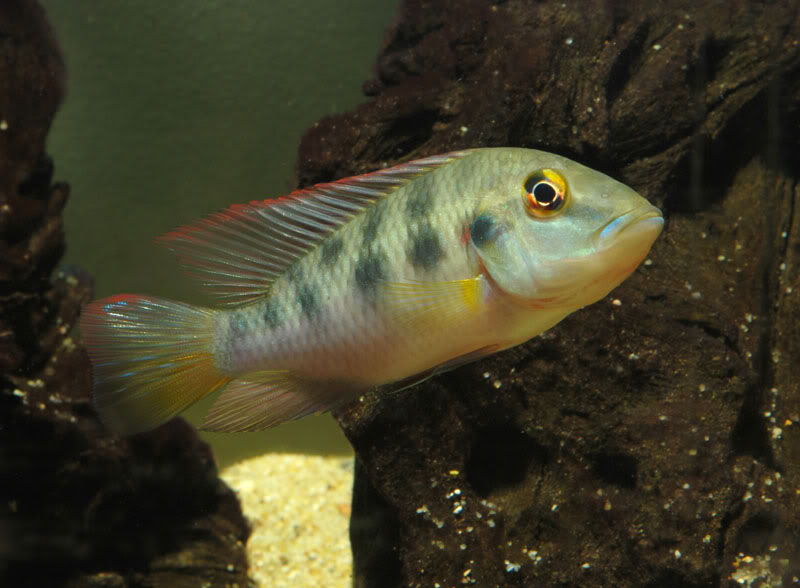 Young, captive-raised adult male exhibiting neutral mood and colour pattern.