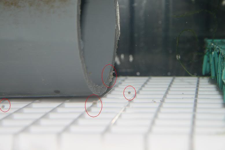 Unfertilised eggs of C. macracanthus.