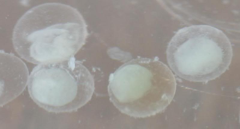 Macro shot of unfertilised eggs.