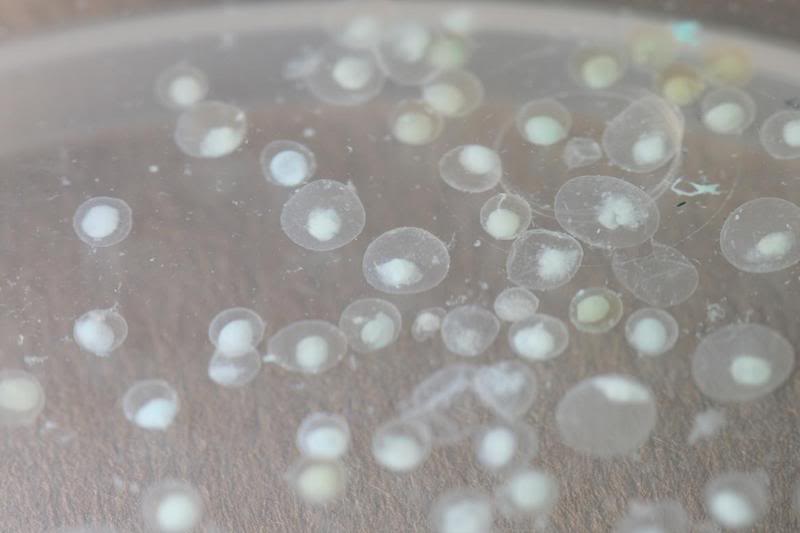 Unfertilised eggs of C. macracanthus.