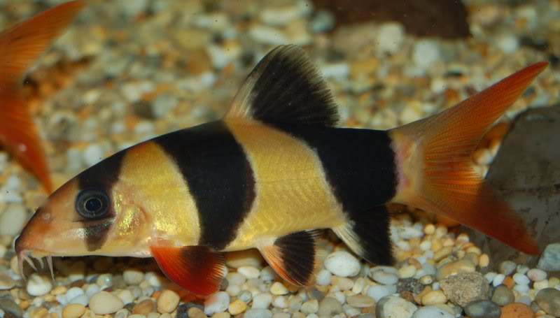 A healthy subadult - Bornean form.