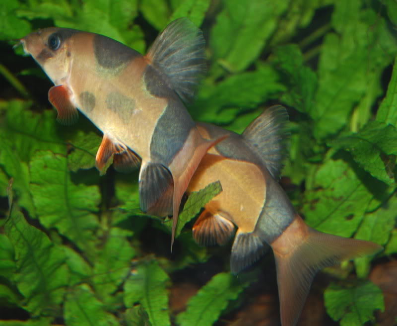 Two unusually-marked Sumatran specimens 'greying out'.