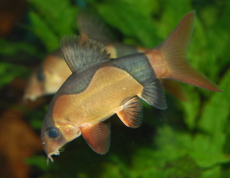 An unusually-marked, 'greyed out' Sumatran individual.