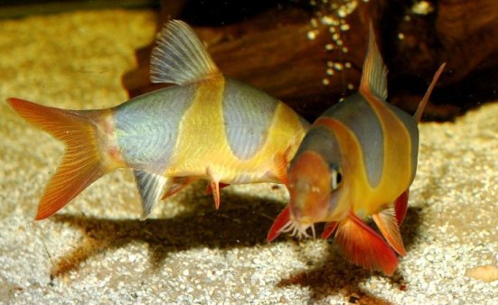 Two individuals of the Sumatran form 'greying out' during a dominance battle