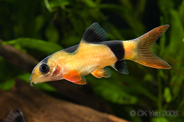 The standard striped patterning can vary considerably. Image shows a juvenile of the Sumatran form.