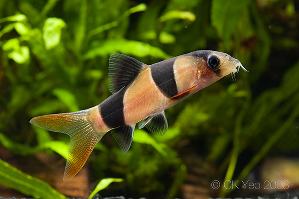 Juvenile of the Bornean form.