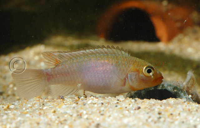 Adult female in broodcare colouration...