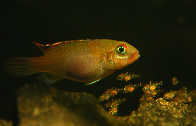 Female with fry.
