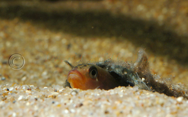...and in her spawning cave.