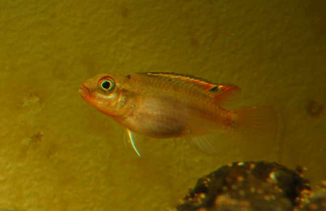 Female in broodcare colouration.