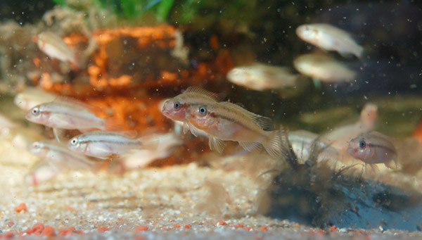 Captive-bred juveniles.