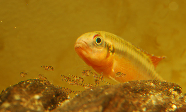 Male with fry.