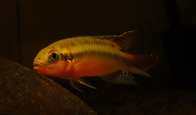 Male in broodcare colouration...