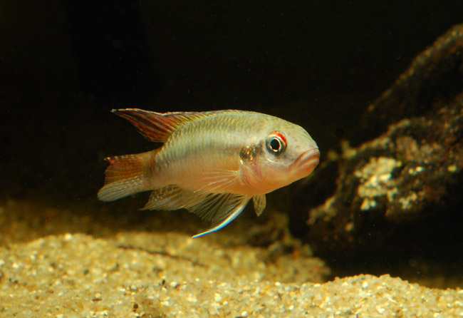 Male in normal colouration.