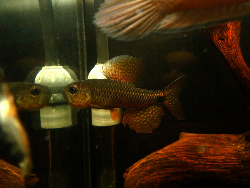 Territorial males will even react if they catch sight of themselves in the aquarium glass...