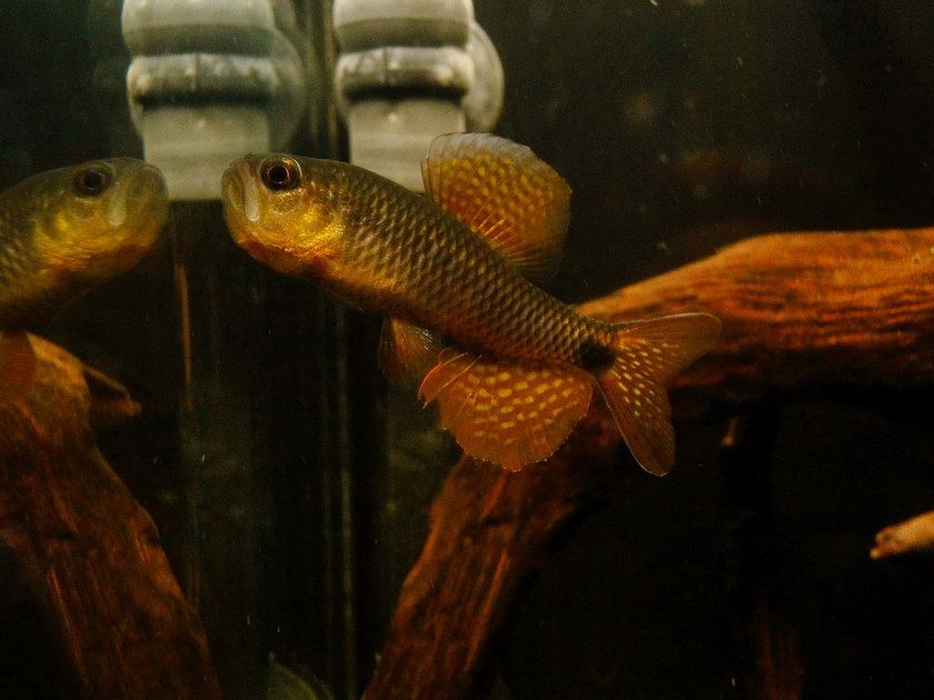 ...and display an aggressive response involving outstretched fins.