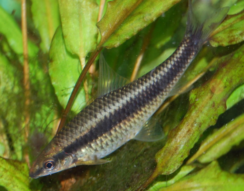 Adult of Crossocheilus atrilimes.