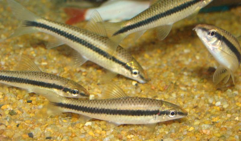 This species is most often seen on sale at a small size.