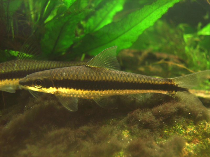 Crossocheilus langei.