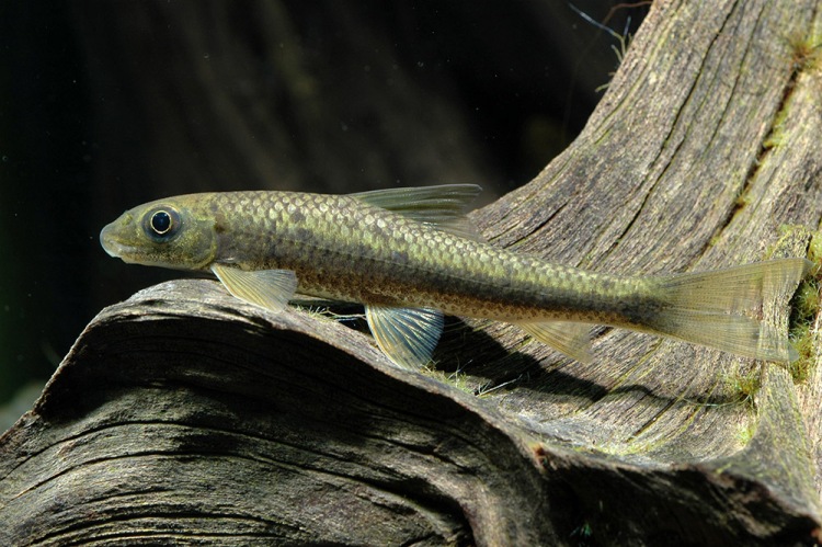 Subadult of Crossocheilus latius.