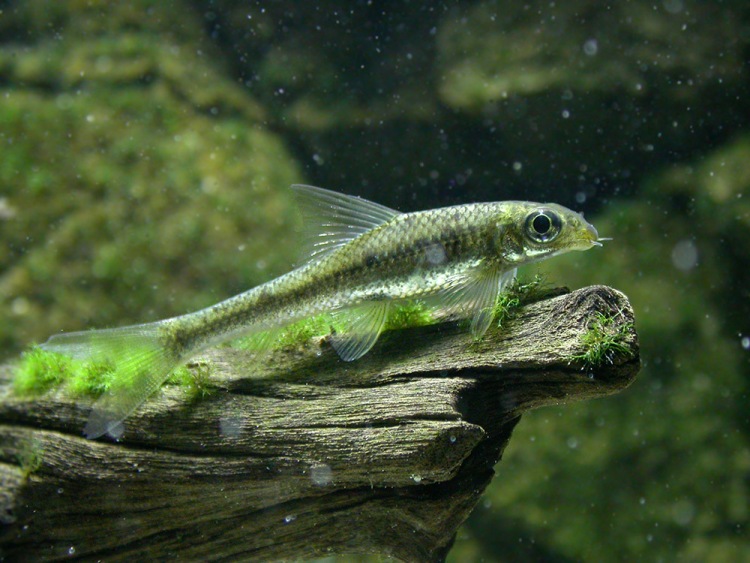 Young specimen of C. latius.