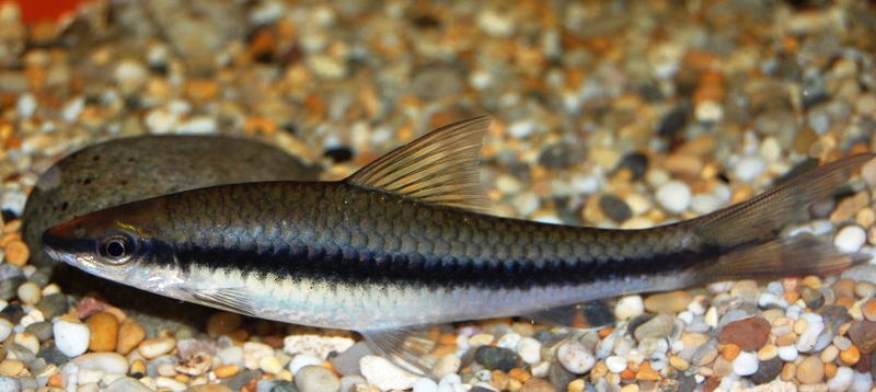 C. nigriloba.